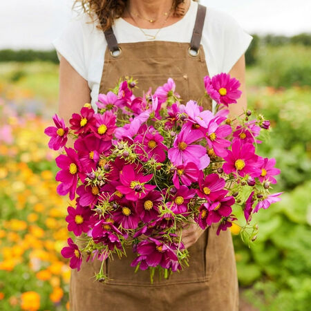 Dazzler, Cosmo Seeds - Packet image number null